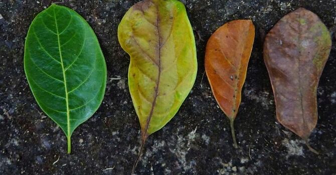 Life Transitions: Why Big Changes Can Feel Overwhelming (And How Therapy Can Help) image